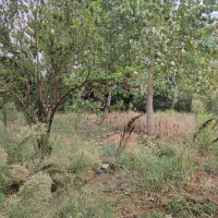فروش زمین در خط ساحلی روستای دستک آستانه اشرفیه|فروش زمین و ملک کلنگی|کیاشهر, |دیوار
