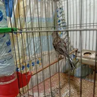 قناری ماده|پرنده|سمنان, |دیوار