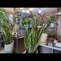 شهرک-صنعتی-چهاردانگه-اجاره-سوله-335-متری-درودگران