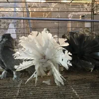 کبوتر زینتی چتری|پرنده|بابل, |دیوار