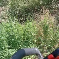 بیده زرند سربنان
