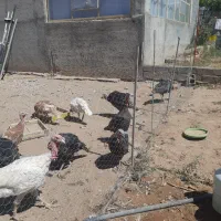 بوقلمون  ماده گوشتی|حیوانات مزرعه|شاهین دژ, |دیوار