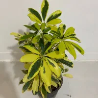 شفلرا طلایی بسیار زیبا