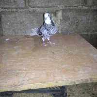 کبوتر|پرنده|سبزوار, پامنار|دیوار