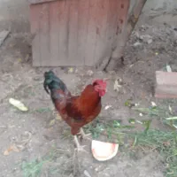 فروش مرغ وخروس واردک خارجی نروماده