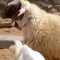 یک عددقوچ سنجابی|حیوانات مزرعه|اسلامآباد غرب, |دیوار