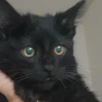 سرپرستی گربه