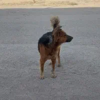 سگ گرگی نگهبانی بی نظری فی 1نیم