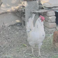 خروس گلین معاوضه با مرغ گلین