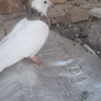 طوقی نر|پرنده|آباده, |دیوار