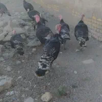 بوقلمون بوقلمون نر