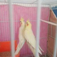 عروس معاوضه با قناری|پرنده|مشهد, شهرک ابوذر|دیوار