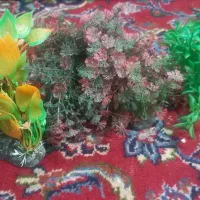 لوازم آکواریوم