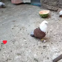 یک جفت کلاغ نروماده