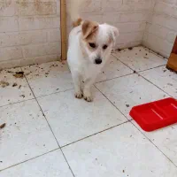 فروش سگ|سگ|گنبد کاووس, |دیوار