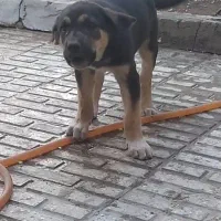 سگ فروشی عراقی العان ۶ ماهشه