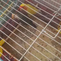 فروش طوطی برزیلی