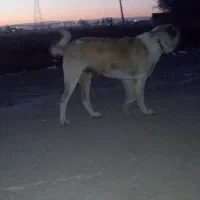 واگذاری توله های سگ نگهبان