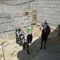 بز پاکستانی|حیوانات مزرعه|شیراز, گچی|دیوار