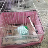قفس|لوازم جانبی حیوانات|مشهد, تلگرد|دیوار