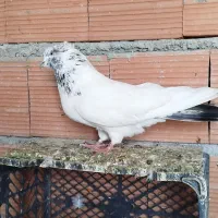 نر کله دلم سبز