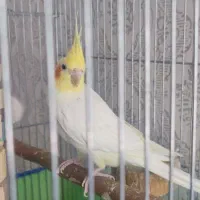 عروس هلندی نر مست و آماده
