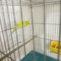 مرغ عشق ماده