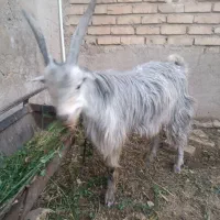 بز فروشی