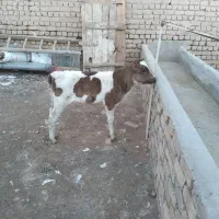 گوساله شیری ماده