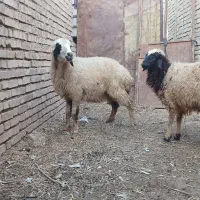بره گوسفند وبره