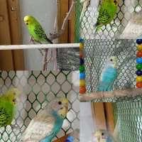 ی جفت مرغ عشق|پرنده|خوی, |دیوار