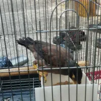 مرغ مینا|پرنده|بهارستان, |دیوار