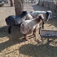 بره نر و قوچ|حیوانات مزرعه|شیراز, محمدیه|دیوار