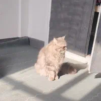 گربه اسکاتیش