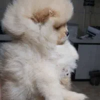 واگذاری توله پامرانین نروماده