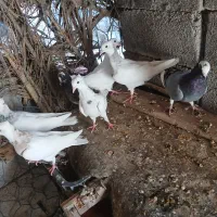 کفتر