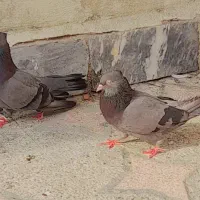 کبوتر سبز آبادانی شادگان بلوار امام خمینی