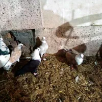 تعداد کبوتر خوب|پرنده|بیرجند, |دیوار