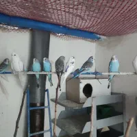 قناری وجوجه مرغ عشق وفنچ