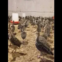 جوجه بوغلمون ۲ ماهه