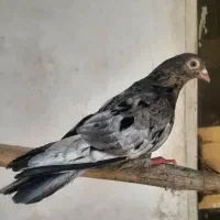 کبوتر کوهی