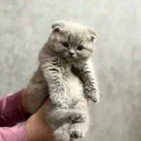 اسکاتیش فولد