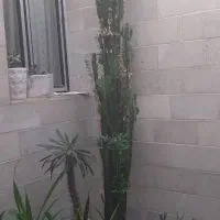 افوربیا فوق زیبا و کلکسیونی