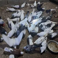 فروش تعدادی کبوتر