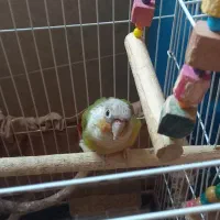 عروس هلندی وگرینچیک|پرنده|شفت, |دیوار