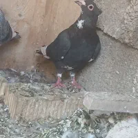 کبوتر