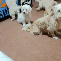 توله ۲ماهه|سگ|اسلامشهر, شهرک واوان|دیوار