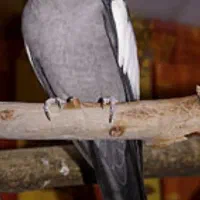 عروس هلندی گم شده