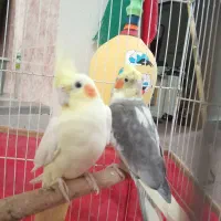 عروس هلندی نر ماده