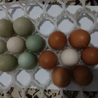 تخم مرغ مارانز تخم قرمز و تخم رنگی